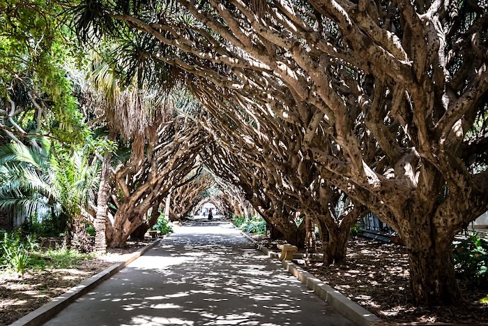 3 Jardin dÔÇÖEssai du Hamma