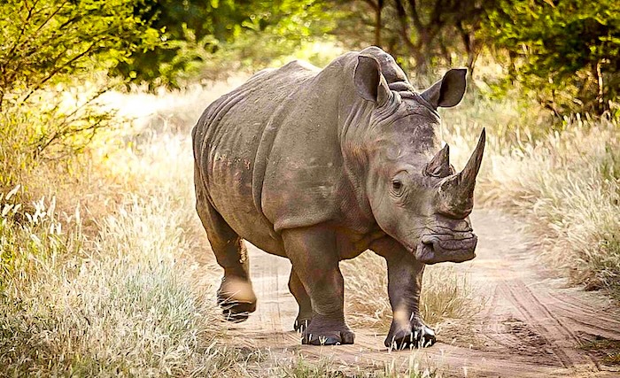 2 Parc national du niokolo Koba2