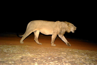 o-parque-nacional-do-niokolo-koba-um-santuario-ecologico-no-coracao-da-africa-ocidental