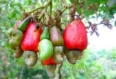 caju-o-quenia-quer-relancar-uma-cadeia-produtiva-com-excesso-de-capacidade-de-processamento