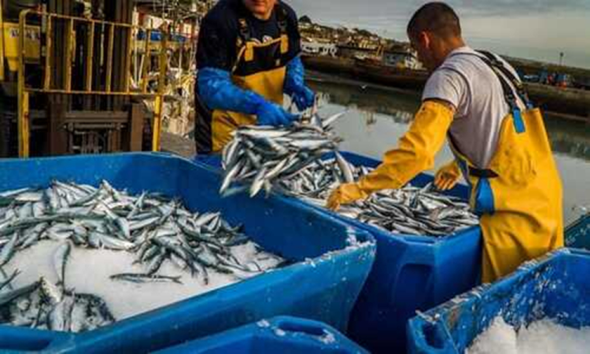 Marrocos anuncia a proibi&ccedil;&atilde;o das exporta&ccedil;&otilde;es de sardinhas congeladas a partir de 1&ordm; de fevereiro