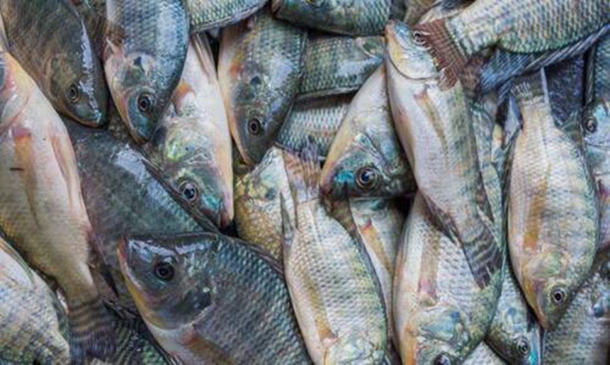 L&rsquo;UE autorise l&rsquo;importation de produits aquacoles en provenance d&rsquo;Ouganda