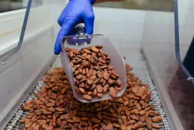 costa-do-marfim-a-ifc-preve-um-financiamento-de-88-milhoes-de-dolares-para-a-expansao-de-uma-fabrica-de-cacau