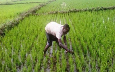 Camar&otilde;es: parceria com a israelita Ekobell para desenvolver a cadeia do arroz