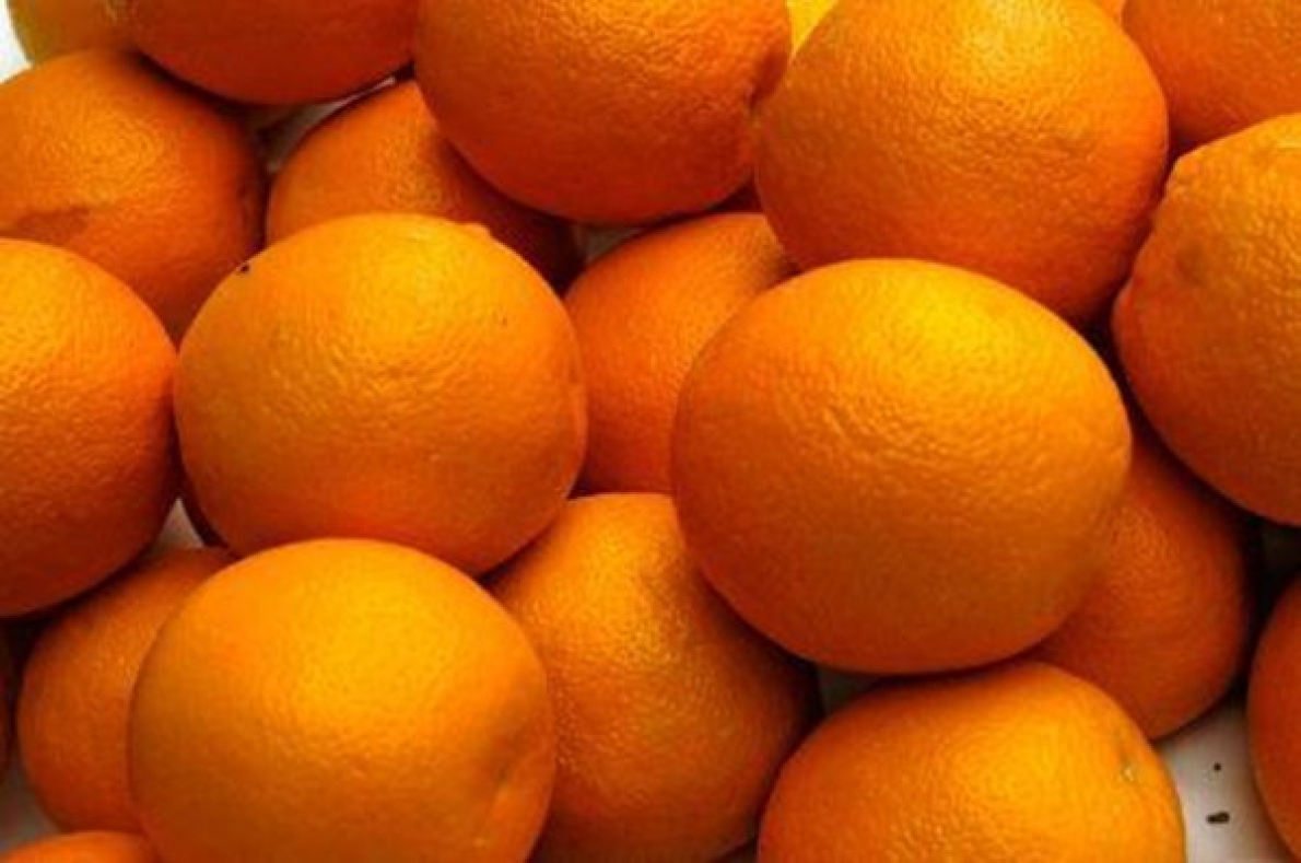 Marrocos: exporta&ccedil;&otilde;es de laranjas aumentam 38% em 2024/2025