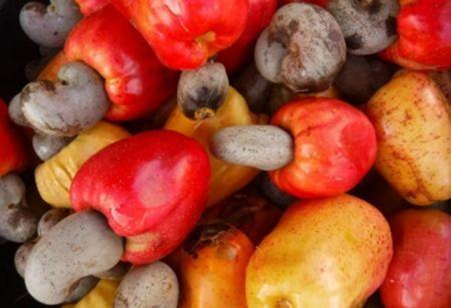 a-costa-do-marfim-alia-se-a-um-parceiro-americano-para-impulsionar-a-exportacao-de-caju