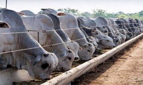 Pecu&aacute;ria: o Qu&eacute;nia quer planear reservas nacionais de alimentos para o gado