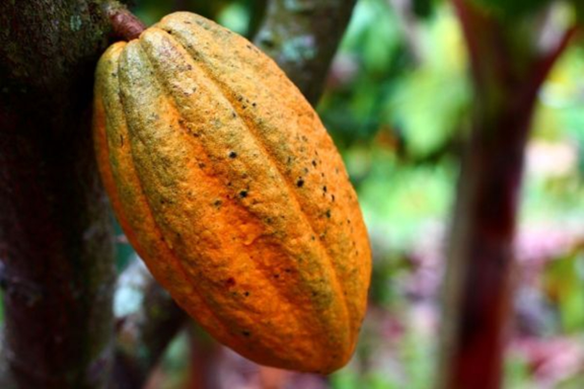 Cacau: pre&ccedil;os caem ao n&iacute;vel mais baixo em mais de um ano em Nova York