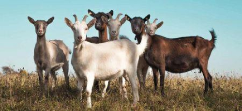 togo-exportacoes-vegetais-caem-setor-animal-recupera