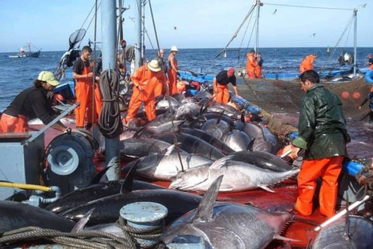 Marrocos acelera a digitaliza&ccedil;&atilde;o do setor da pesca