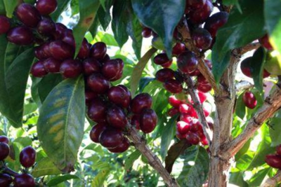 tanzania-a-fileira-do-cafe-visa-um-novo-recorde-de-producao-em-2026-2027