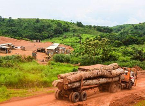Camar&otilde;es reduz a press&atilde;o fiscal para promover a explora&ccedil;&atilde;o florestal sustent&aacute;vel.