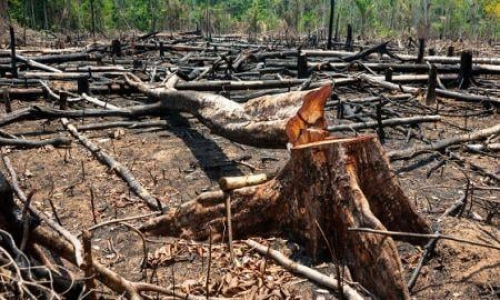 desflorestacao-20-das-florestas-primarias-do-togo-desapareceram-em-duas-decadas