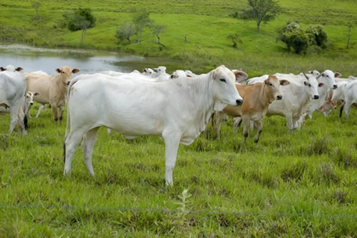 A Guin&eacute; cooperar&aacute; com o Brasil no desenvolvimento da pecu&aacute;ria bovina.