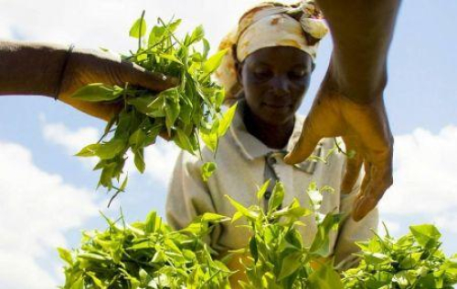 Uganda: plano de investimento de 83 milh&otilde;es de d&oacute;lares para relan&ccedil;ar o setor do ch&aacute;