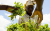 Uganda: plano de investimento de 83 milh&otilde;es de d&oacute;lares para relan&ccedil;ar o setor do ch&aacute;