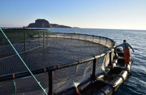 Pesca e aquicultura: 5 conclus&otilde;es do relat&oacute;rio 2026 da FAO