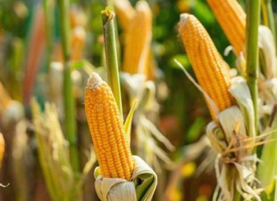 o-reforco-da-lideranca-continua-a-ser-a-chave-na-transformacao-dos-sistemas-alimentares-em-africa-lilian-githinji-agra