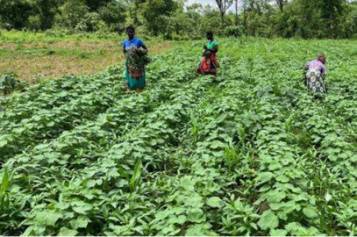 agricultura-em-lome-a-cedeao-avalia-os-seus-projetos-regionais