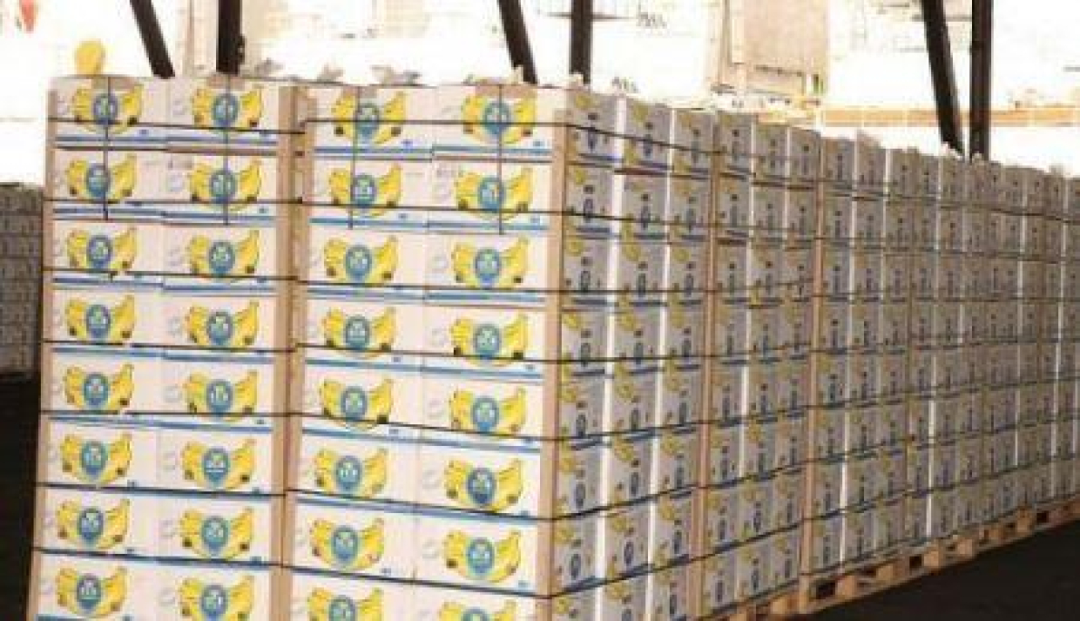 Camar&otilde;es: exporta&ccedil;&otilde;es de bananas permanecem din&acirc;micas apesar da retirada da BPL