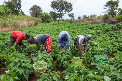 o-apoio-as-pme-agricolas-na-africa-ocidental-um-ecossistema-a-repensar