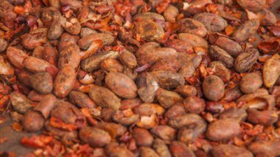 queda-dos-precos-do-cacau-rainforest-alliance-apela-as-empresas-para-proteger-os-produtores