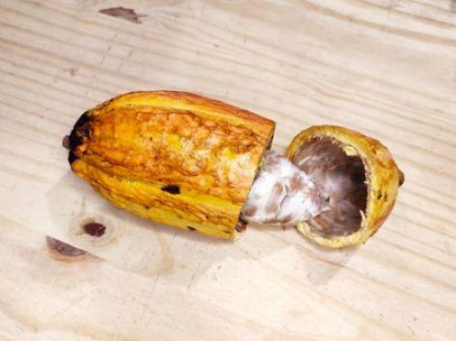 2025, um mau ano para os pre&ccedil;os do cacau