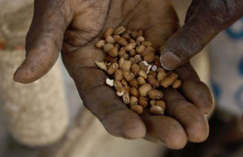 &Aacute;frica perde sua diversidade gen&eacute;tica vegetal a um ritmo que amea&ccedil;a a seguran&ccedil;a alimentar (FAO &Aacute;frica perde sua diversidade gen&eacute;tica vegetal a um ritmo que amea&ccedil;a a seguran&ccedil;a alimentar (FAO)