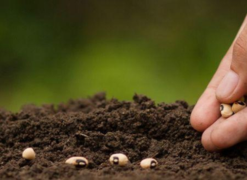 &laquo; Sem boas sementes, perde-se tempo mesmo que se adquiram outros insumos &raquo; (Esther Ibrahim, AGRA)