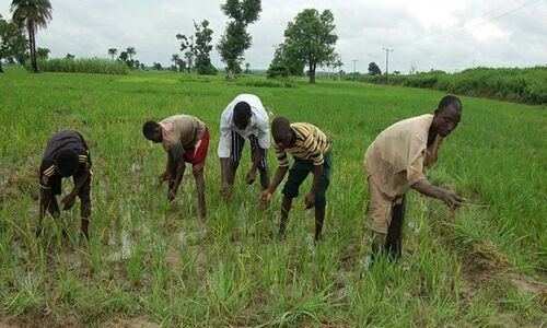 Guin&eacute; obt&eacute;m 35 milh&otilde;es de d&oacute;lares para o setor agr&iacute;cola com o apoio da FAO