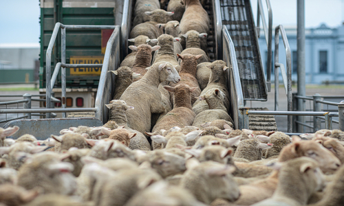 Pecu&aacute;ria: Qu&ecirc;nia aprova a importa&ccedil;&atilde;o de material gen&eacute;tico do Reino Unido