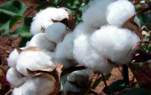 Burkina Faso: o algod&atilde;o recebe um financiamento de 88,2 milh&otilde;es de d&oacute;lares da BOAD para a campanha 2026/2027