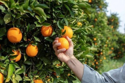 laranja-a-tunisia-quer-mais-do-que-duplicar-as-suas-exportacoes-para-franca-em-2025-2026
