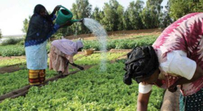 Mali: a Soci&eacute;t&eacute; financi&egrave;re internationale prepara um financiamento de 15 milh&otilde;es de d&oacute;lares para o setor agroindustrial