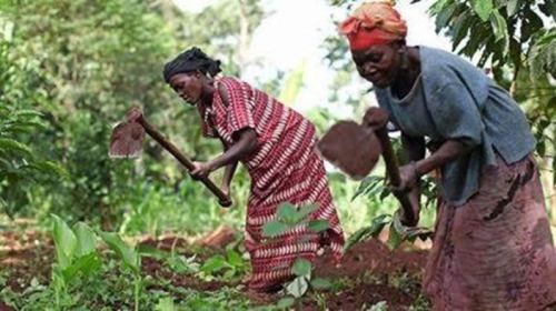 RDC: Reino Unido e a SFI injetam 3,1 milh&otilde;es de d&oacute;lares para financiar as PME agr&iacute;colas