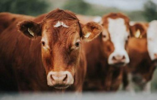 A Nig&eacute;ria refor&ccedil;a a sua estrat&eacute;gia de combate &agrave; pleuropneumonia contagiosa bovina