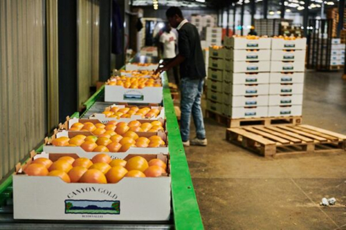 na-africa-do-sul-um-primeiro-trimestre-de-2026-recorde-para-o-comercio-agricola