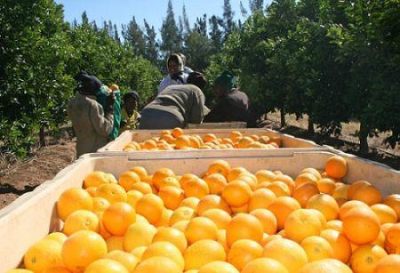 citrinos-a-africa-do-sul-tornou-se-o-1-exportador-mundial-em-2025-a-frente-da-espanha