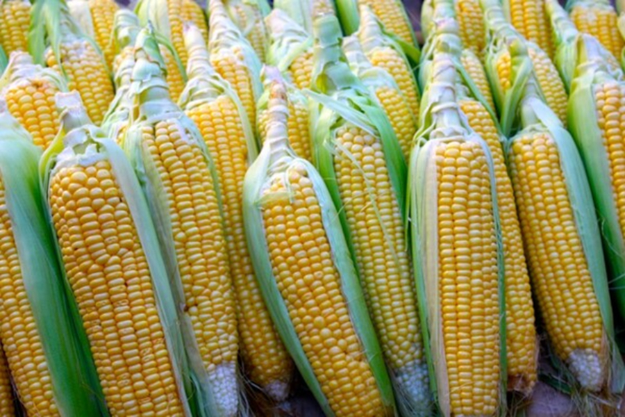 ogm-os-produtores-americanos-querem-transformar-a-agoa-num-instrumento-de-influencia-em-africa