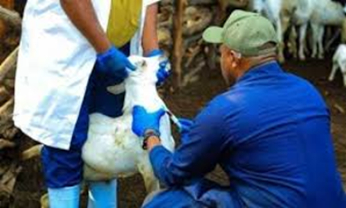 A Nig&eacute;ria adota um plano de dez anos para refor&ccedil;ar a gest&atilde;o da sa&uacute;de animal