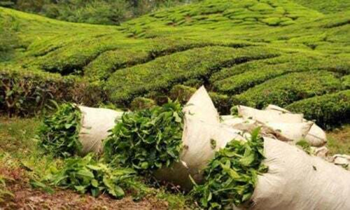 O ch&aacute; queniano, v&iacute;tima colateral da guerra no Ir&atilde;o