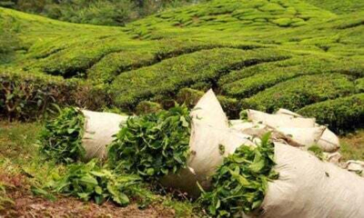 o-cha-queniano-vitima-colateral-da-guerra-no-irao