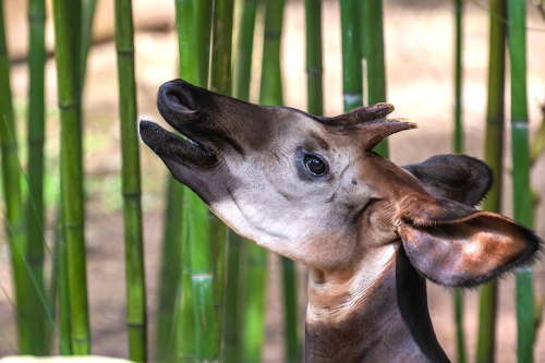 Na floresta do Ituri, um dos últimos refúgios do okapi