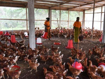 pecuaria-costa-do-marfim-aplica-agora-um-iva-de-9-sobre-os-alimentos-para-animais