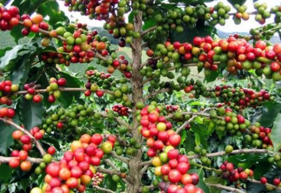 Camar&otilde;es: receitas do caf&eacute; triplicam para 6,4 milh&otilde;es de d&oacute;lares em 2024-2025