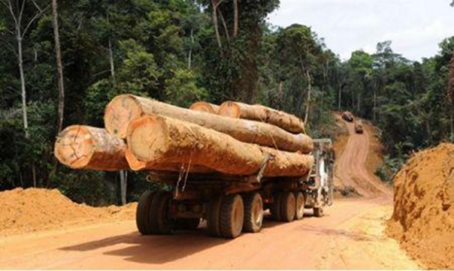CEMAC: os pre&ccedil;os dos produtos florestais aumentam 2,9% no 1.&ordm; trimestre de 2026