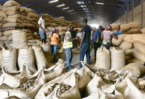 Gana: as exporta&ccedil;&otilde;es agr&iacute;colas n&atilde;o tradicionais geraram 710 milh&otilde;es de d&oacute;lares em 2025, em alta de 38%.