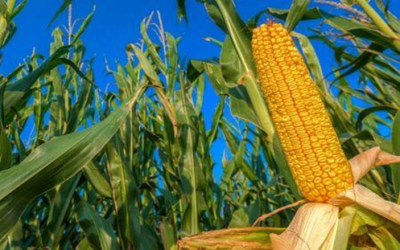 burquina-faso-216-milhoes-de-dolares-do-banco-mundial-para-o-desenvolvimento-agricola