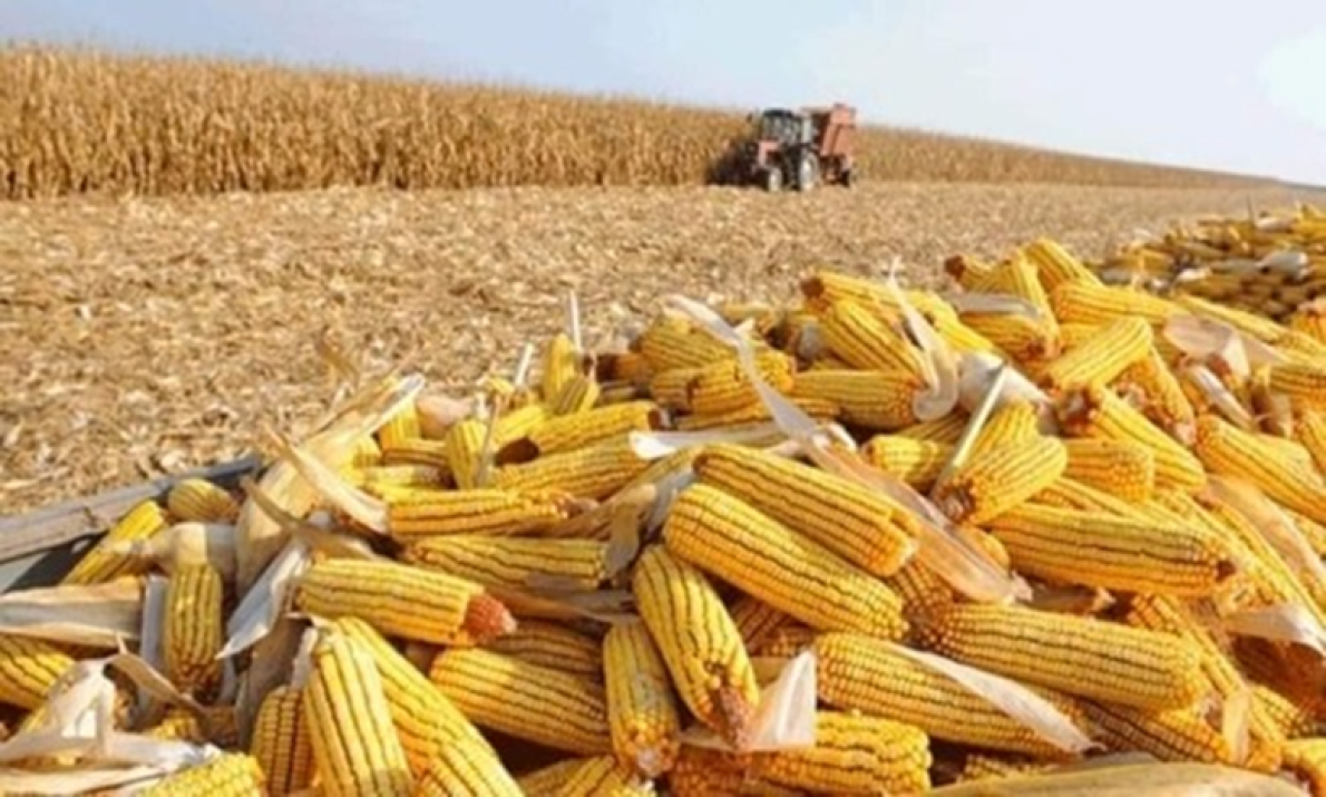 Pre&ccedil;os alimentares mundiais come&ccedil;am 2026 em queda