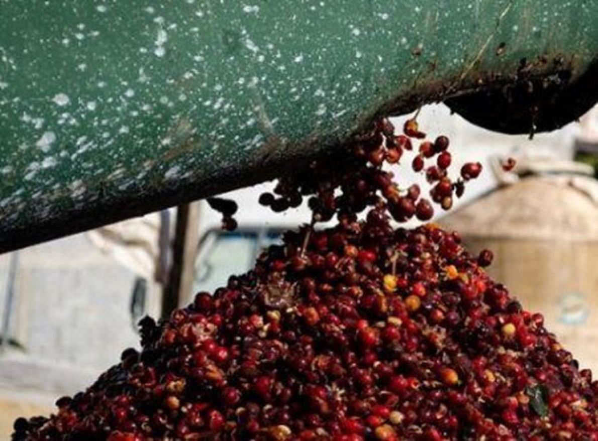 Caf&eacute;: as exporta&ccedil;&otilde;es africanas ultrapassam a marca de um milh&atilde;o de toneladas em 2024/2025, um recorde